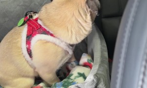 Pug's First Car Wash