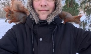 Red Squirrels Eat on Friendly Man's Shoulders