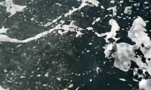 Whale Feeding in Harbor Ketchikan Alaska