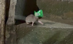 Rat With a Peanut Package on It's Head