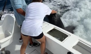 Tourist Gets to Pet a Friendly Sea Lion