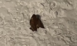 Cardinal Bird Surprised by an Owl