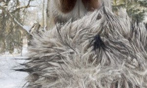 Squirrel Opens a Nut While Sitting on My Head