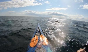 Humpback Whale Startles Sea Kayakers