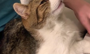 Cat Loves Chopin and His Owner