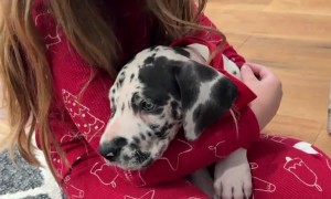 Our Daughter's Sweet Reaction to a Christmas Puppy