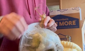 Hubbard Squash Grown in a Skull Mold