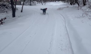 Dog Pulls Kid on a Sled