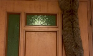 Cat Gets Stuck Climbing Door