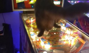 When Your Cat Loves Pinball