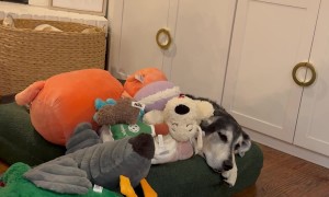 Daughter Buries Dog In Stuffies