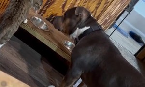 Submission fdn84a6usw