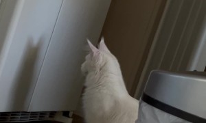 Main Coon Cat Sees His Shadow