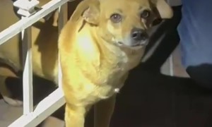 Little Dog Needs to Be Freed With a Hacksaw