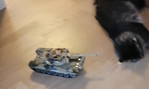 Cat Ignores Toy Tank