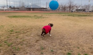 Boxer Bouncing Ball Knows No Gravity