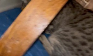 Cat Flings Mouse at Owner