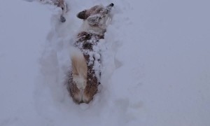 Corgis Disappear in Fluffy Snow