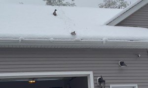 Duck Slides Down Snowy Roof