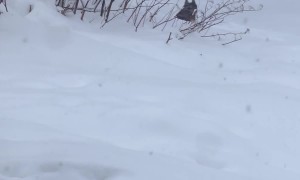 Husky Won't Come in From Snow