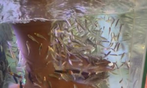Girlfriend Gets Fish Pedicure In Bangkok