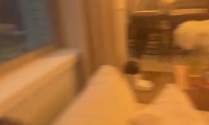 Rooftop Cannonball Startles Window Cat