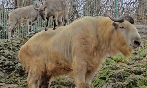 Odd Friendship Between Blue Sheep and Golden Takin