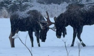 Moose Sparring in a Snowy Field