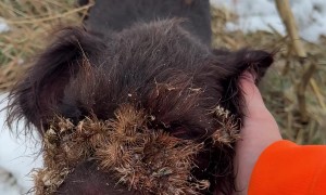Young Dog Ran Face First Into Burdock Bush