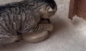 Smart Kitty Moves Rock to Open Gate
