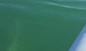 More Dogs and Dolphins in Miami