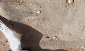 Women Help Bird Choking on a Fish