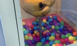 Vintage Coin-Op Chicken Egg Prize Machine