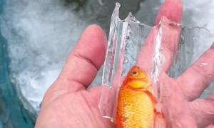 Lost All My Goldfish!