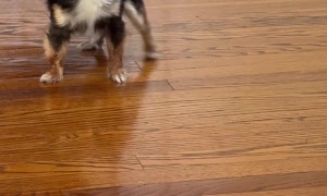 Tiny Chihuahua Has Zero Coping Skills Away From Mom