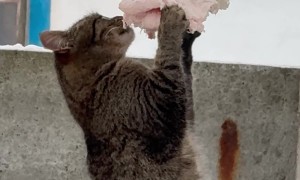 Cat Found a Hanging Snack