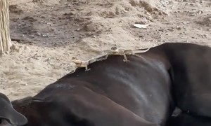 Two Lizards On A Dog