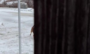 My Son and His Dog-Powered Sled