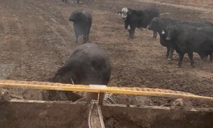 Mud Spa Day for a Cow
