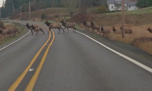 Elk Herd Crossing Washington Road