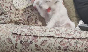 I Think My Dog Might Be an Undercover Cat