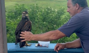 Dad Tries to Befriend Hawk