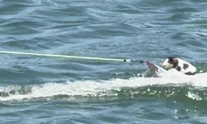 Radical Rodents Tear Up the Lagoon