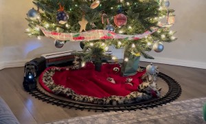 Sneak Attack On Holiday Train From Sphynx Cat