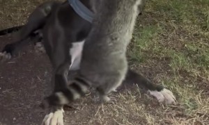 Rescued Raccoon Loves to Annoy His Big Brother