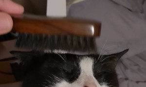 My Cat's Soul Leaves His Body When I Brush Him