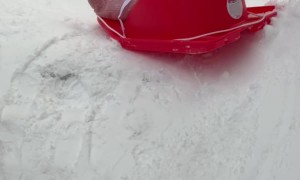 Baby's First Sled Ride