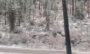 Tree Snaps Under Weight of Ice as Family Watches