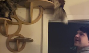 Sheltie Tries New Cat Shelves