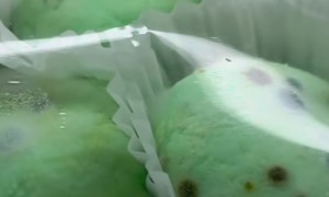 Mold in Famous NYC Restaurant